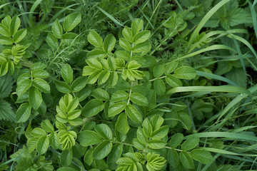 North Sea coastal plants