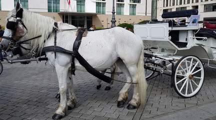 Kutschfahrt durch Berlin
