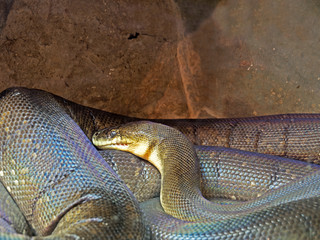 Macklot's Python or freckled Python in The Cave