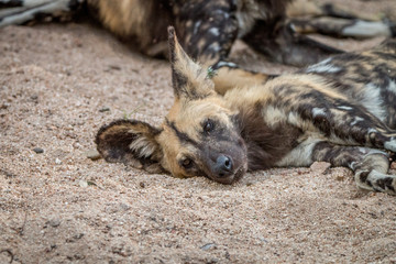 Fototapeta premium An African wild dog sleeping in the sand.