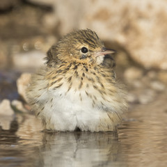 Bird, tree pipit while refreshing
