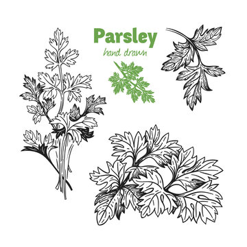Parsley plant and leaves vector hand drawn illustration set