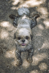 dirty muddy shitzu dog laying down. toned photo