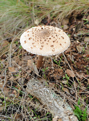 Macrolepiota, Setas en la Sierra de Aracena, España