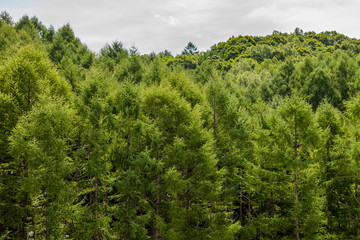 新緑の針葉樹林 © Lighthouse17