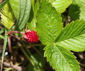 Wilde Erdbeere