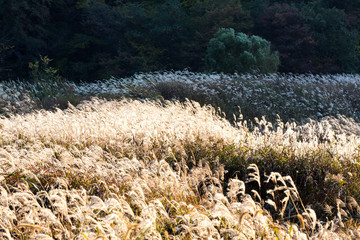 억새꽃이 핀 들판