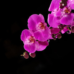 Fototapeta premium Orchid color fuchsia close-up on a black background