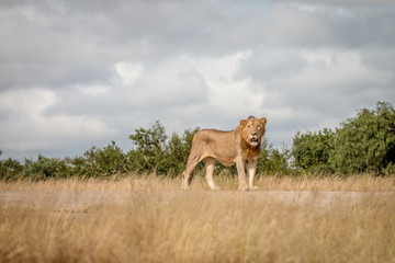 A male Lion staring at the camera.