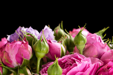 Bouquet of pink and purple roses on a black background