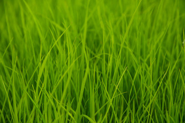 Fresh young green grass close-up.