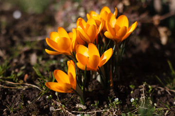 Krokusblüte