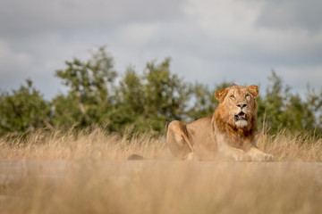 A male Lion staring at the camera.