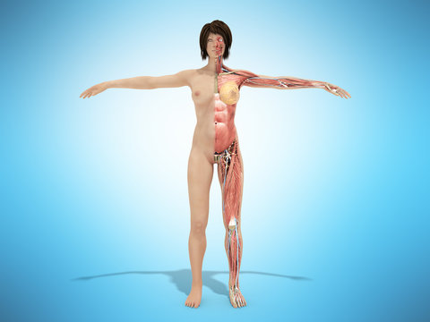 A female nude body anatomy for books 3d illustration on blue