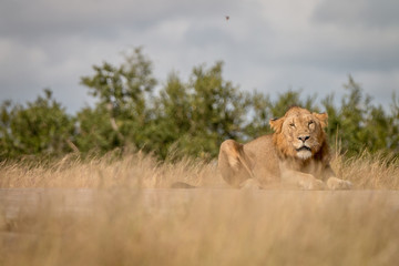 A male Lion staring at the camera.