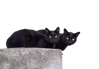 Two black cats