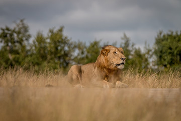 Fototapeta na wymiar A male Lion laying on the road.