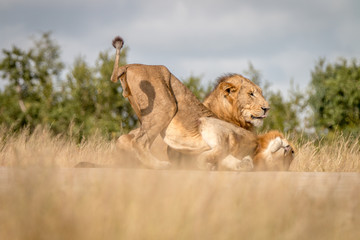 Two male Lions bonding on the road.