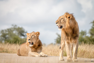 Two male Lions resting on the road.