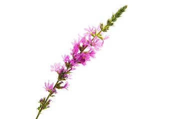 Obraz na płótnie Canvas Lilac meadow flowers isolated