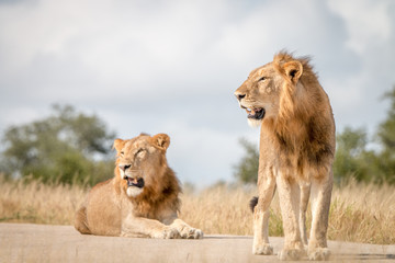 Two male Lions resting on the road.