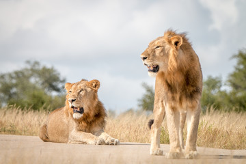 Two male Lions resting on the road.