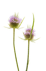 Thistles isolated
