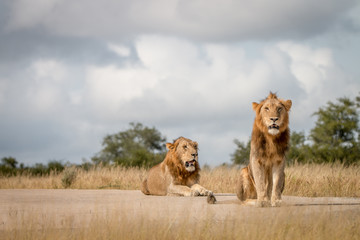 Two male Lions sitting on the road.