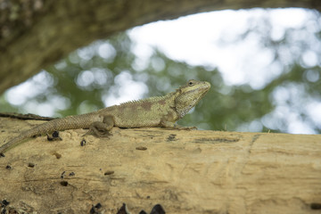 The lizard is a reptile