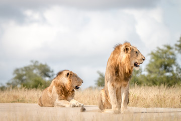 Two male Lions sitting on the road.