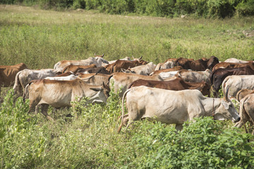 Many buffalo herds