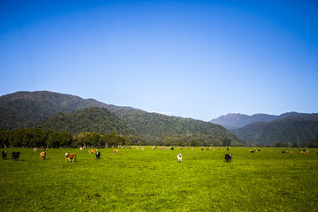 Fototapeta na wymiar Free range cattle and cows in New Zealand