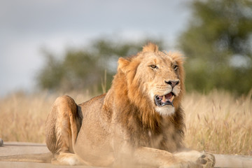 A male Lion laying on the road.