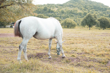 Obraz na płótnie Canvas Horse farm