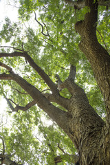 The Largest Monkey Pod Tree in Thailand