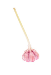 Garlic isolated on white background.