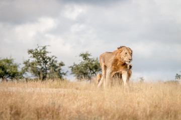 Two young male Lions on the road.