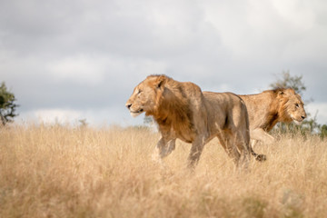 Two male Lions walking in the grass.