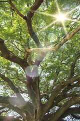 Fototapeta premium Old big tree branch Kanchanaburi natural park