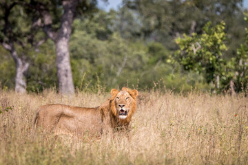 Fototapeta premium A male Lion walking in the grass.