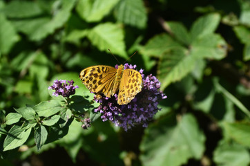 Zoology, Insects