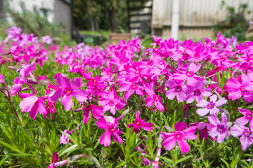 Fototapeta na wymiar pink flower park background,selective focus