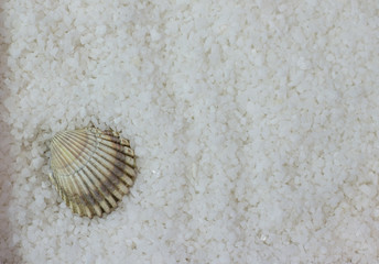 Shell in sea salt