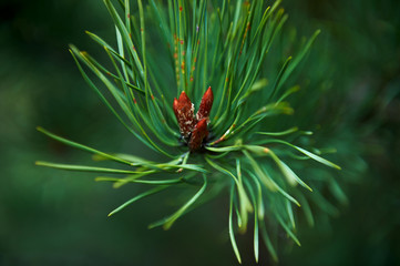 Spruce buds, ripened in the spring.The growth of a plant, close