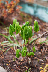 Young bell pepper plants in the greenhouse.