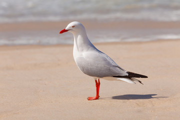 Seagull on Sand Beach