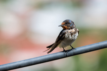 A small swallow sits on a pipe on a colored background