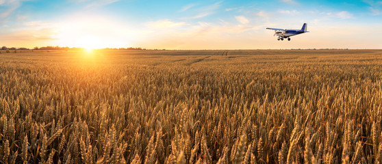 Airplane flying above the golden wheat field and blue sky with picturesque clouds. Beautiful summer...
