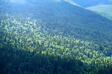 Scenic landscape with mountain forest