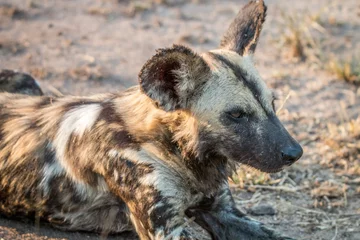 Tuinposter Close up of an African wild dog. © simoneemanphoto